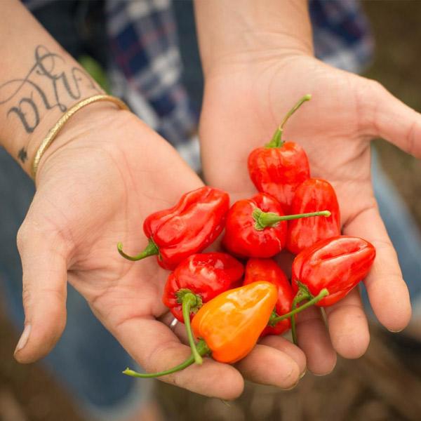 Open hands holding eight habanero peppers